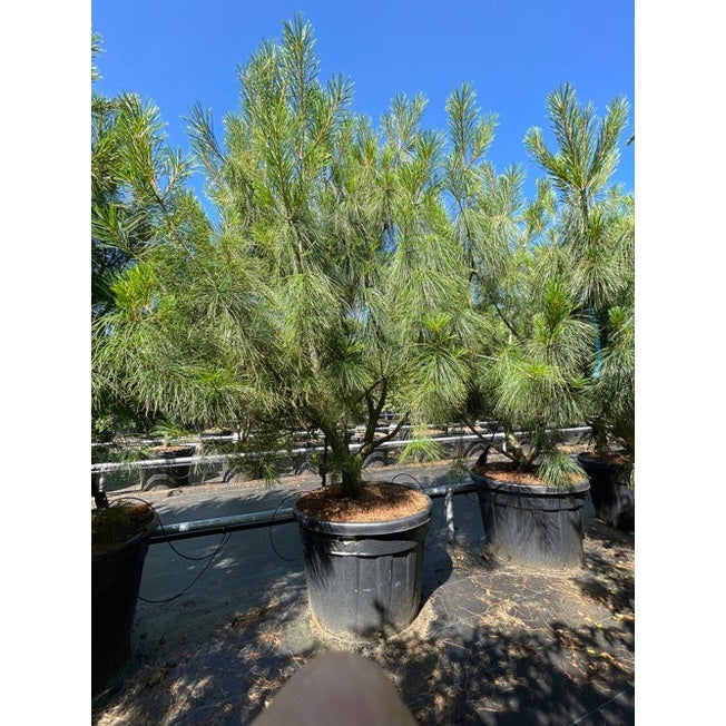 Himalajatall - Pinus wallichiana 200-250 MS CONT