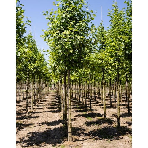 Klibbal - Alnus glutinosa  - Stammens omkrets 14-16 cm, höjd 3,5-4 meter,   HS, COCO