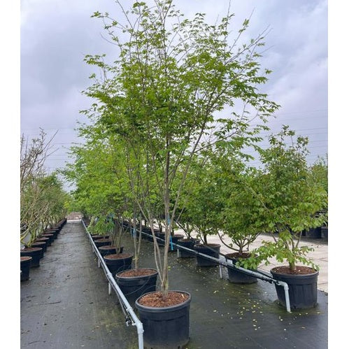 Japansk zelkova - Zelkova serrata 350-400 MS CONT