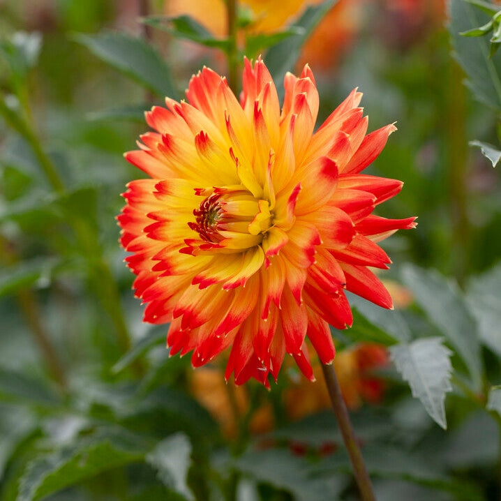 Dahlia Dekorativ Procyon 1-pack