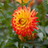 Dahlia Dekorativ Procyon 1-pack