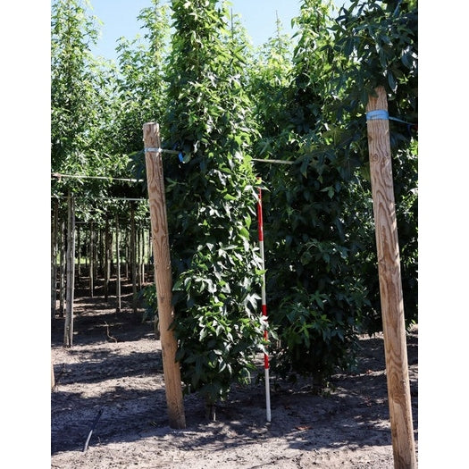 Ambraträd - Liquidambar styraciflua &