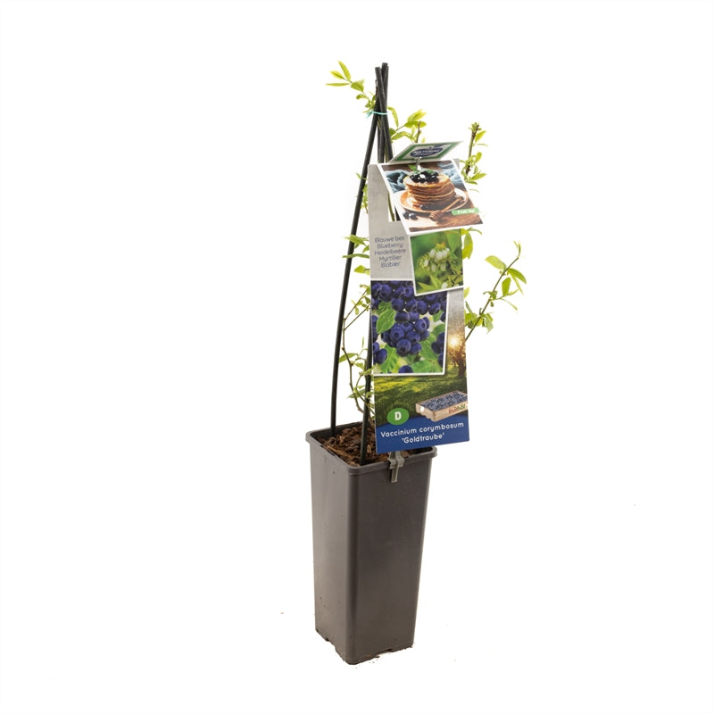 Vaccinium corymbosum &