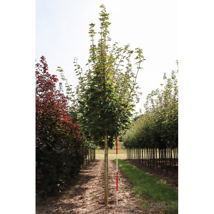 Lönn - Acer platanoides  - Stammens omkrets 20-25 cm, höjd 4-4,5 meter,    HS,