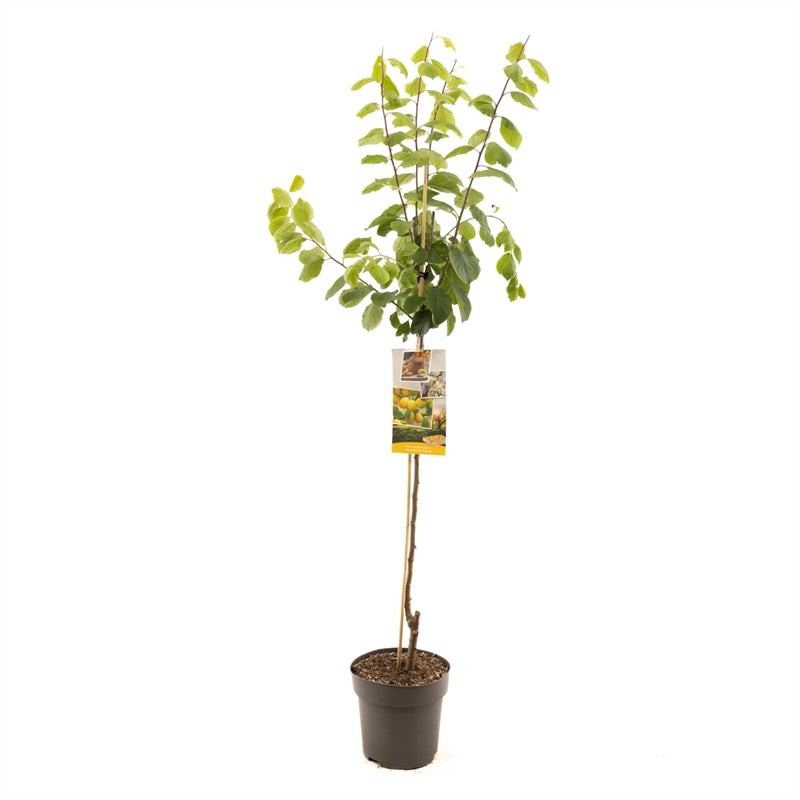 Prunus domestica &
