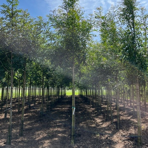 Smalbladig ask - Fraxinus angustifolia 'Raywood'  - Stammens omkrets 18-20 cm, höjd 4 +/- meter,   HS,