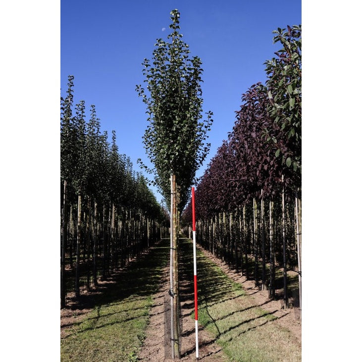 Päron - Pyrus communis 'Beech Hill' 12-14 HS,