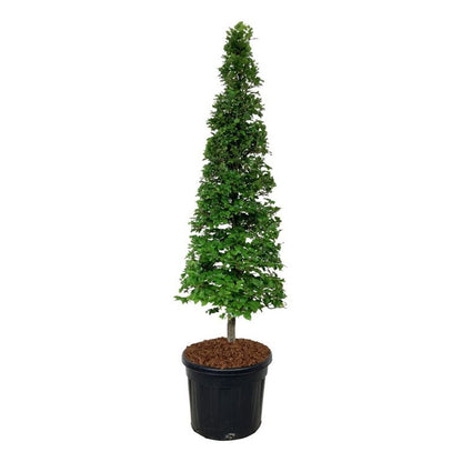 Fagus sylvatica kägla 175–200 cm C90 (90 liters kruka)