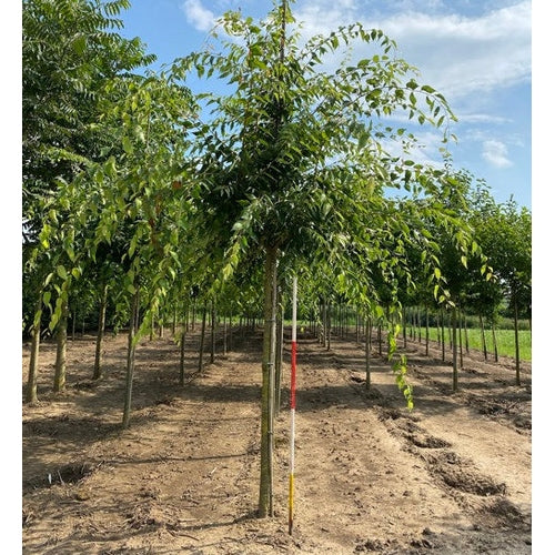 Japansk zelkova - Zelkova serrata  - Stammens omkrets 18-20 cm, höjd 4 +/- meter,  HS,