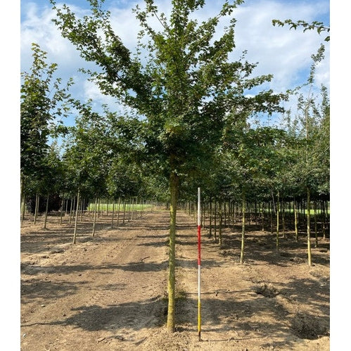 Naverlönn - Acer campestre  - Stammens omkrets 20-25 cm, höjd 4-4,5 meter,    HS,