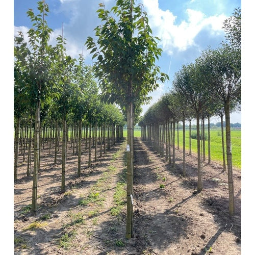 Prydnadskörsbär - Prunus serrulata 'Sunset Boulevard'  - Stammens omkrets 20-25 cm, höjd 4-4,5 meter,  HS,