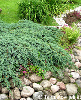 Juniperus squamata &