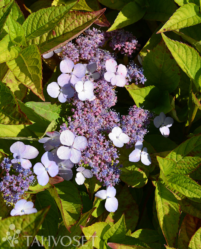 Safirhortensia &