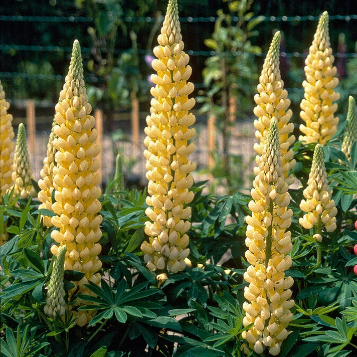 Lupinus Saffron 1-pack