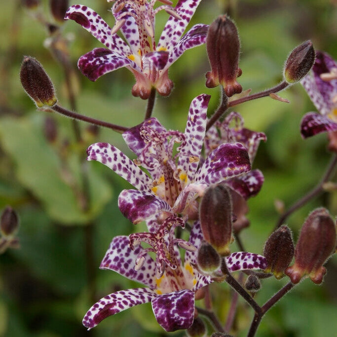 Taiwanskugglilja-Tricyrtis Formosana 2-pack