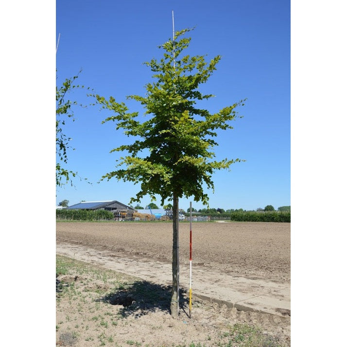 Bok -Fagus sylvatica  - Stammens omkrets 14-16 cm, höjd 3,5-4 meter,   HS,
