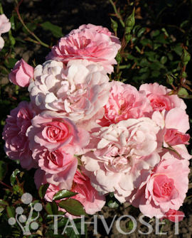 Buskros Rosa &