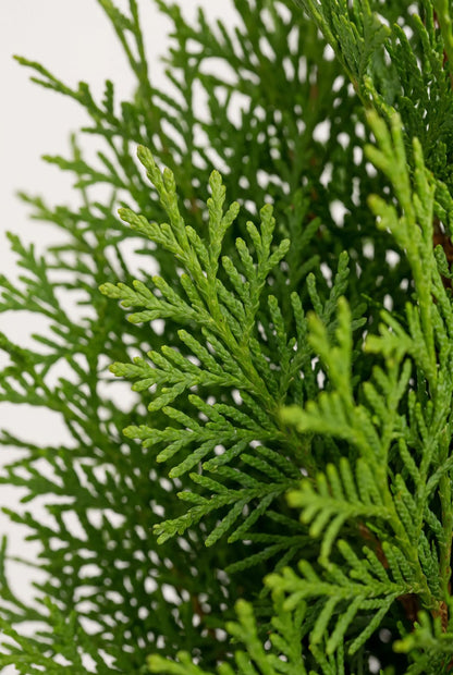 Närbild på Thuja Brabants barr