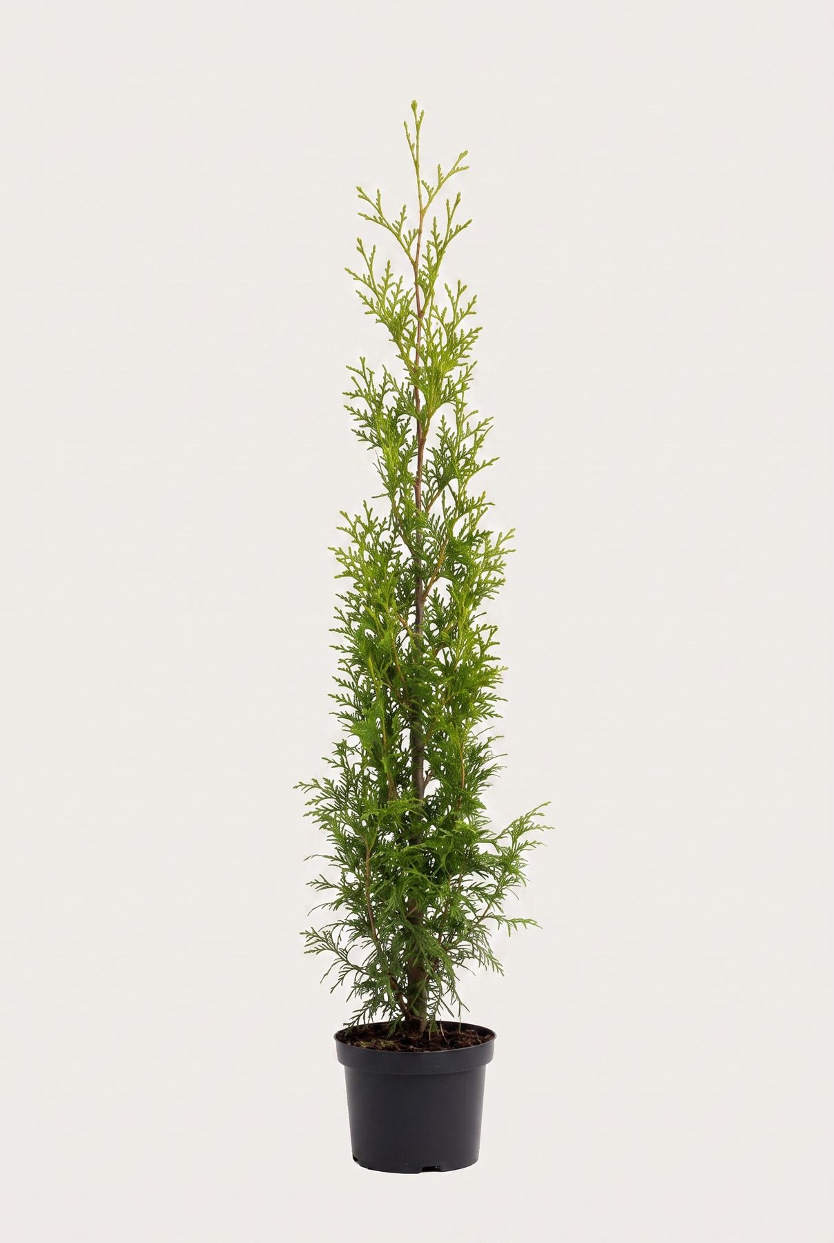 Thuja Brabant krukodlad 120-160 cm i outlet-kvalitet