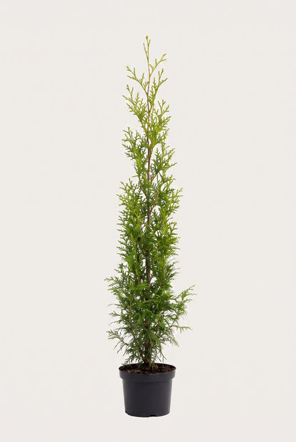 Thuja Brabant krukodlad 120-160 cm i outlet-kvalitet