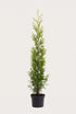 Thuja Brabant krukodlad 120-160 cm i outlet-kvalitet