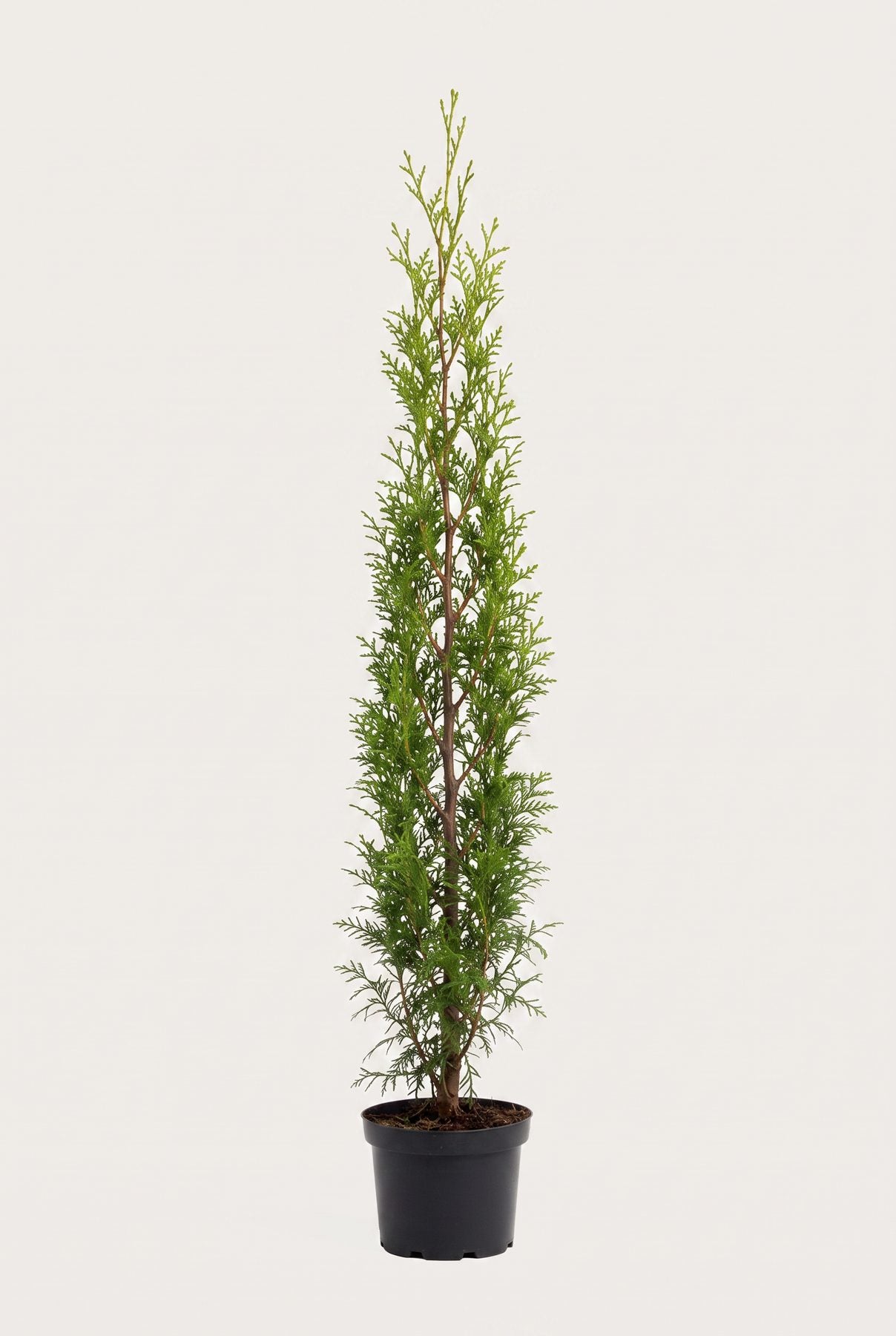 Thuja Brabant krukodlad 160-200 cm i outlet-kvalitet