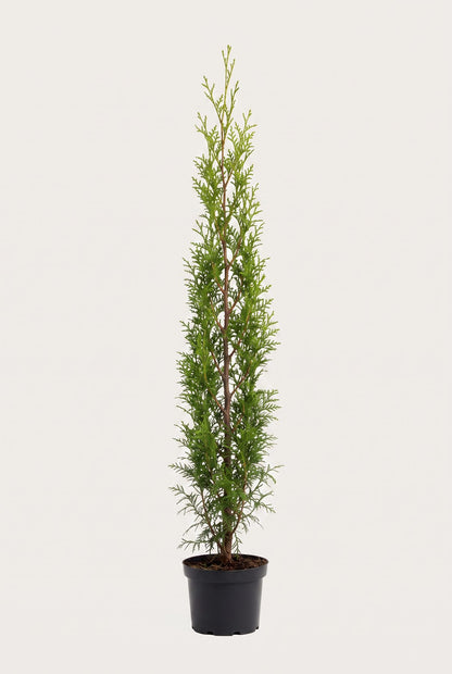 Thuja Brabant krukodlad 160-200 cm i outlet-kvalitet