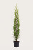 Thuja Brabant krukodlad 160-200 cm i outlet-kvalitet