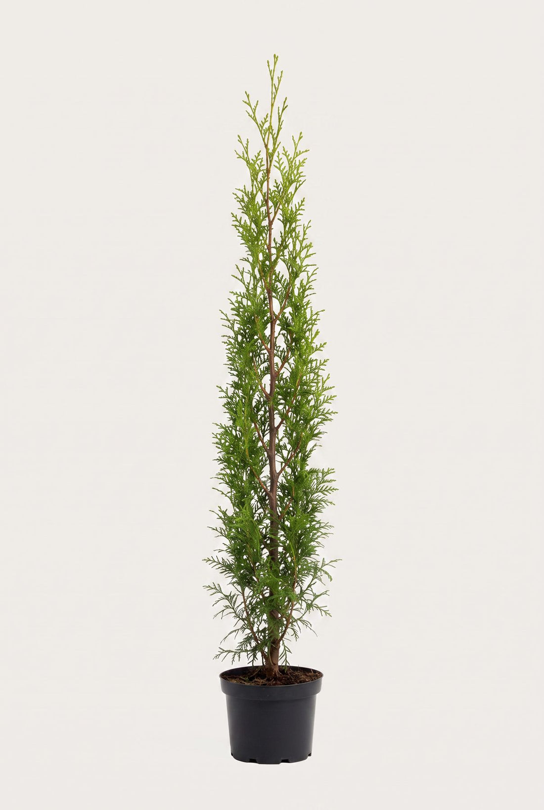 Thuja Brabant krukodlad 160-200 cm i outlet-kvalitet