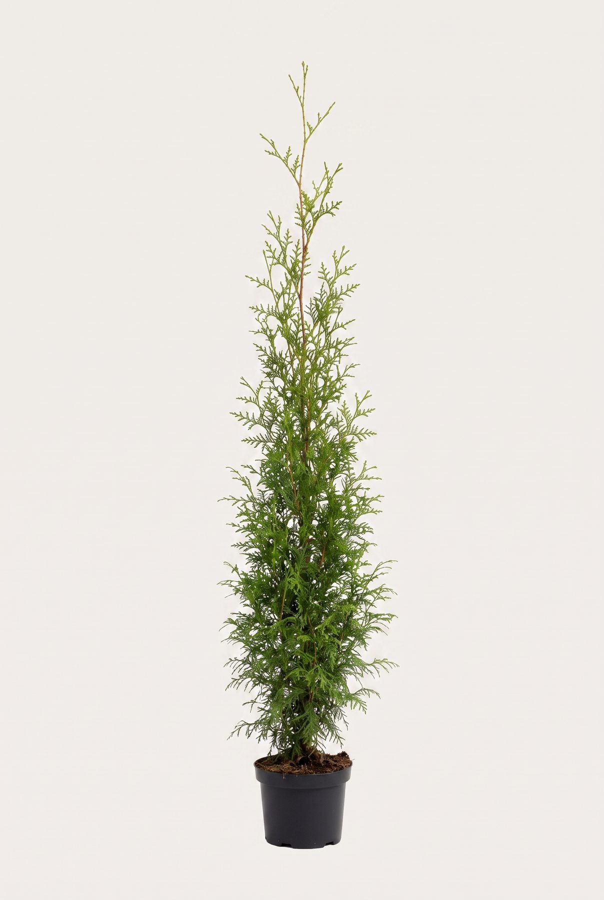 Thuja Brabant krukodlad 200-240 cm i outlet-kvalitet