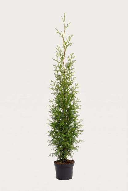 Thuja Brabant krukodlad 200-240 cm i outlet-kvalitet