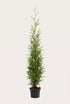 Thuja Brabant krukodlad 200-240 cm i outlet-kvalitet