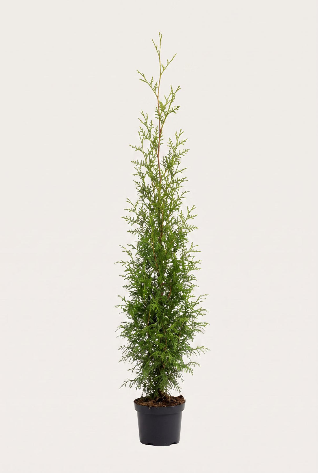 Thuja Brabant krukodlad 200-240 cm i outlet-kvalitet