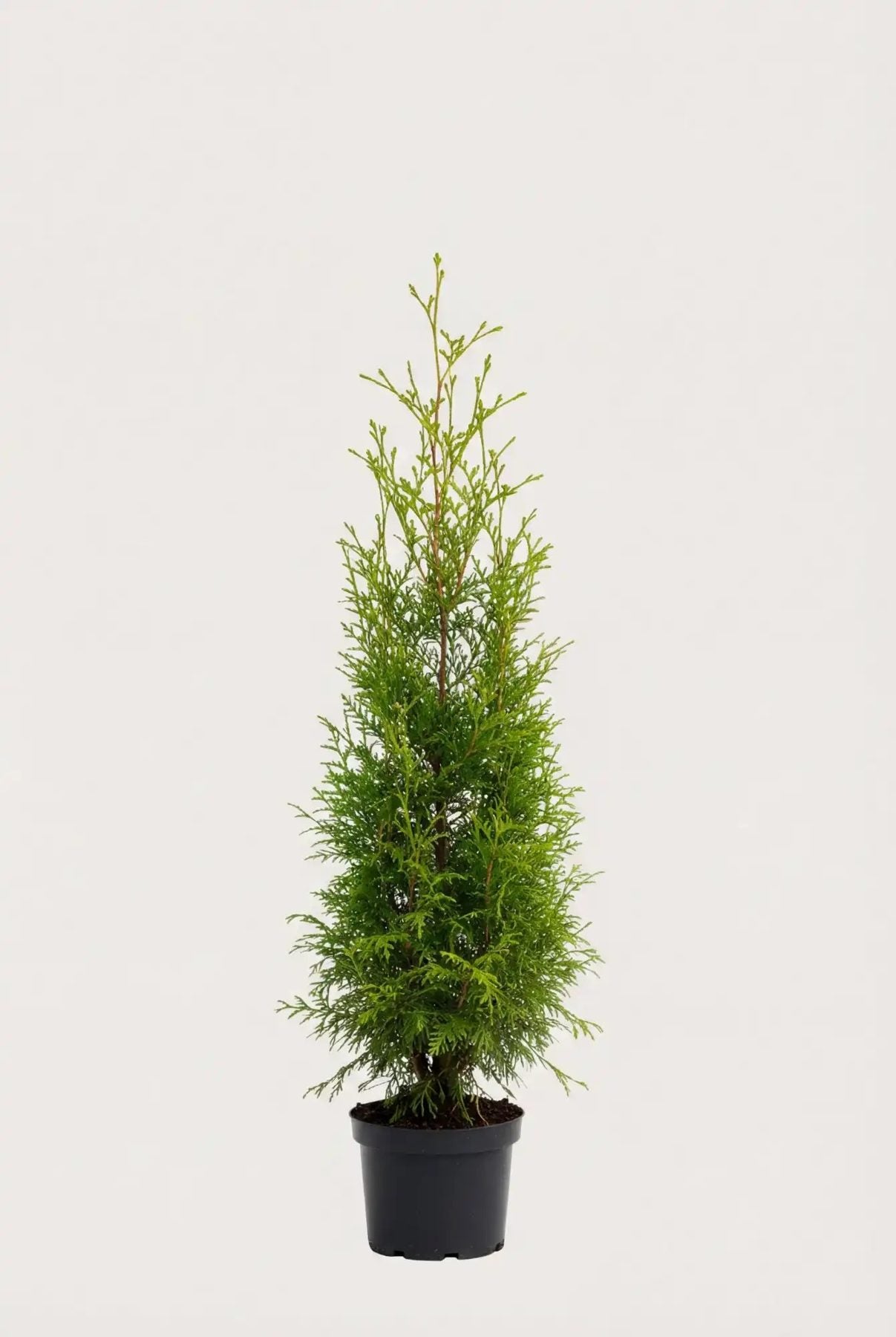 Thuja Brabant krukodlad 40-80 cm i outlet-kvalitet