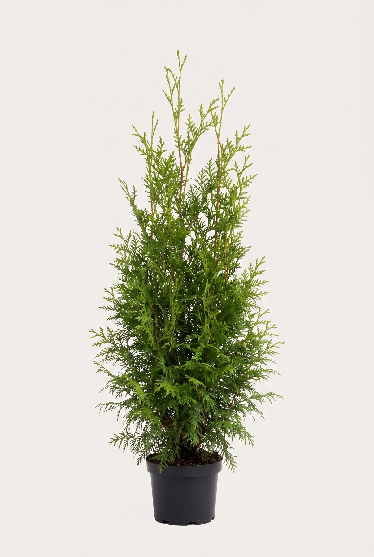 Thuja Brabant krukodlad 80-120 cm i outlet-kvalitet