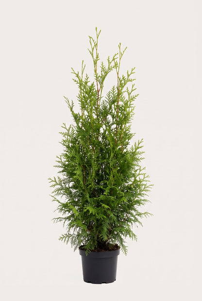 Thuja Brabant krukodlad 80-120 cm i outlet-kvalitet