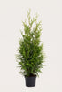 Thuja Brabant krukodlad 80-120 cm i outlet-kvalitet