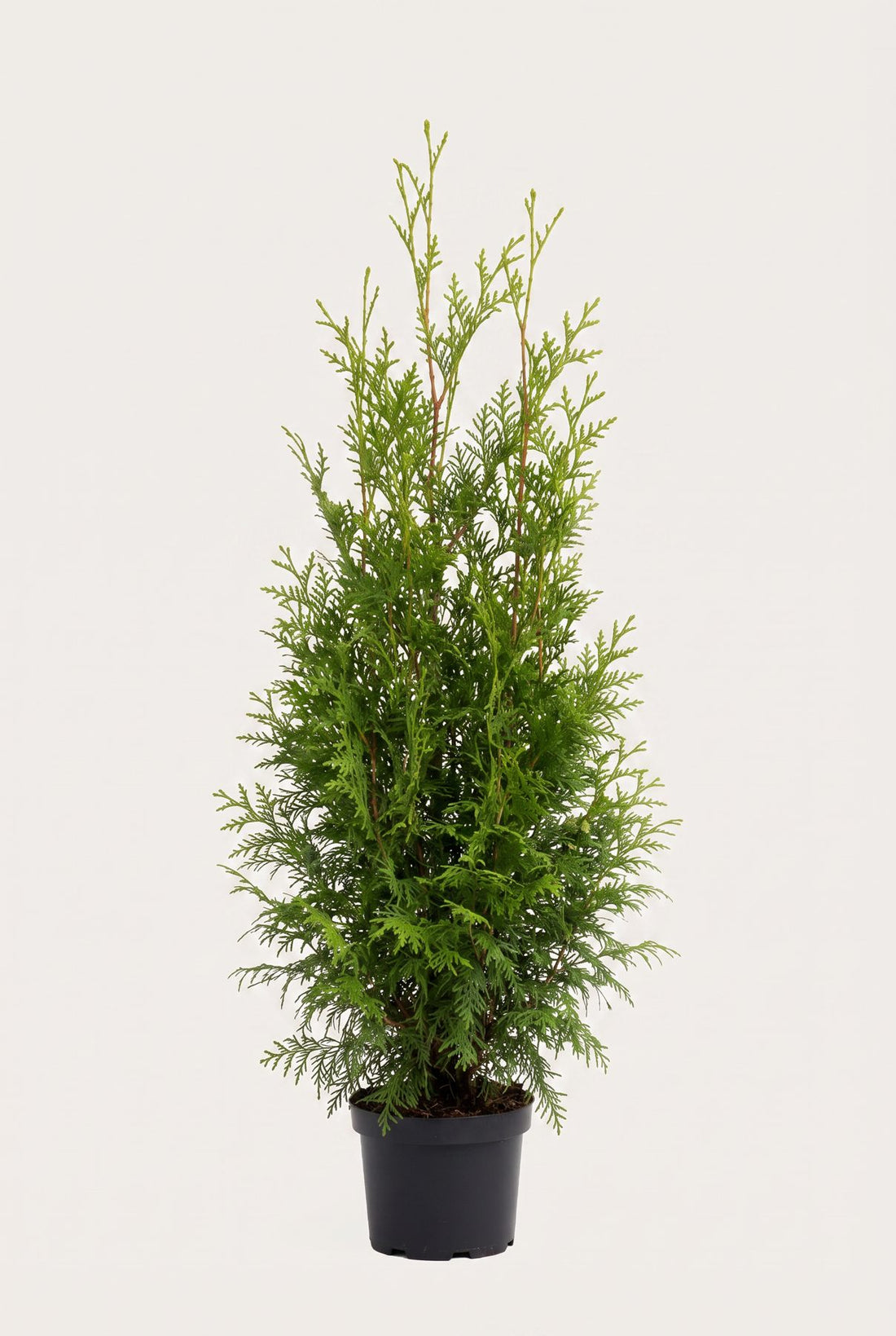 Thuja Brabant krukodlad 80-120 cm i outlet-kvalitet