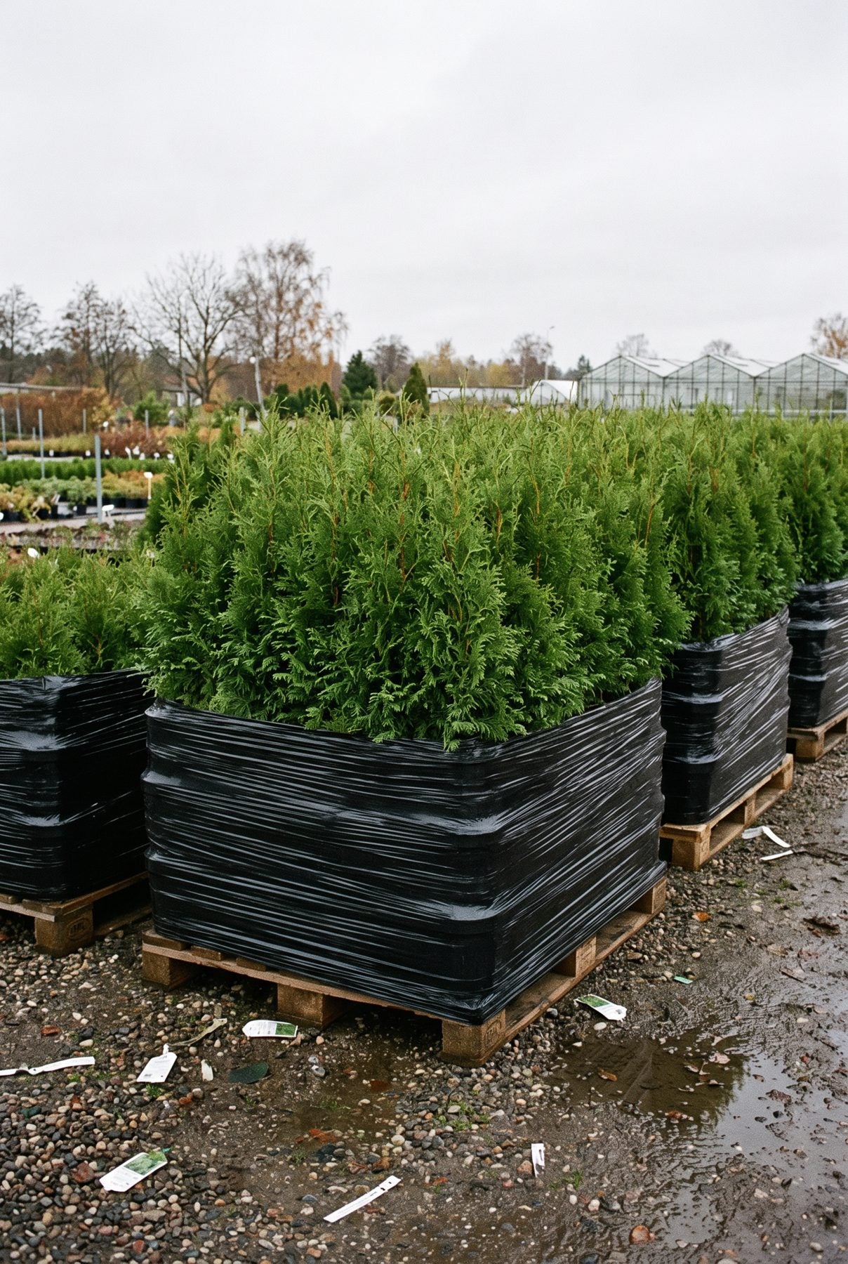 Storpack med Thuja Smaragd krukodlad på pall