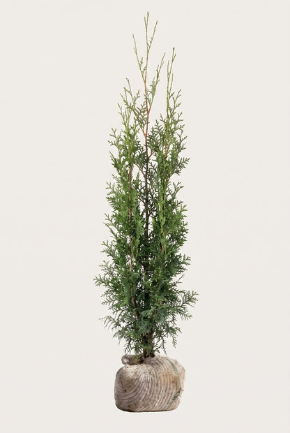 Thuja Brabant rotklump 120-160 cm i outlet-kvalitet