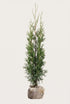 Thuja Brabant rotklump 120-160 cm i outlet-kvalitet