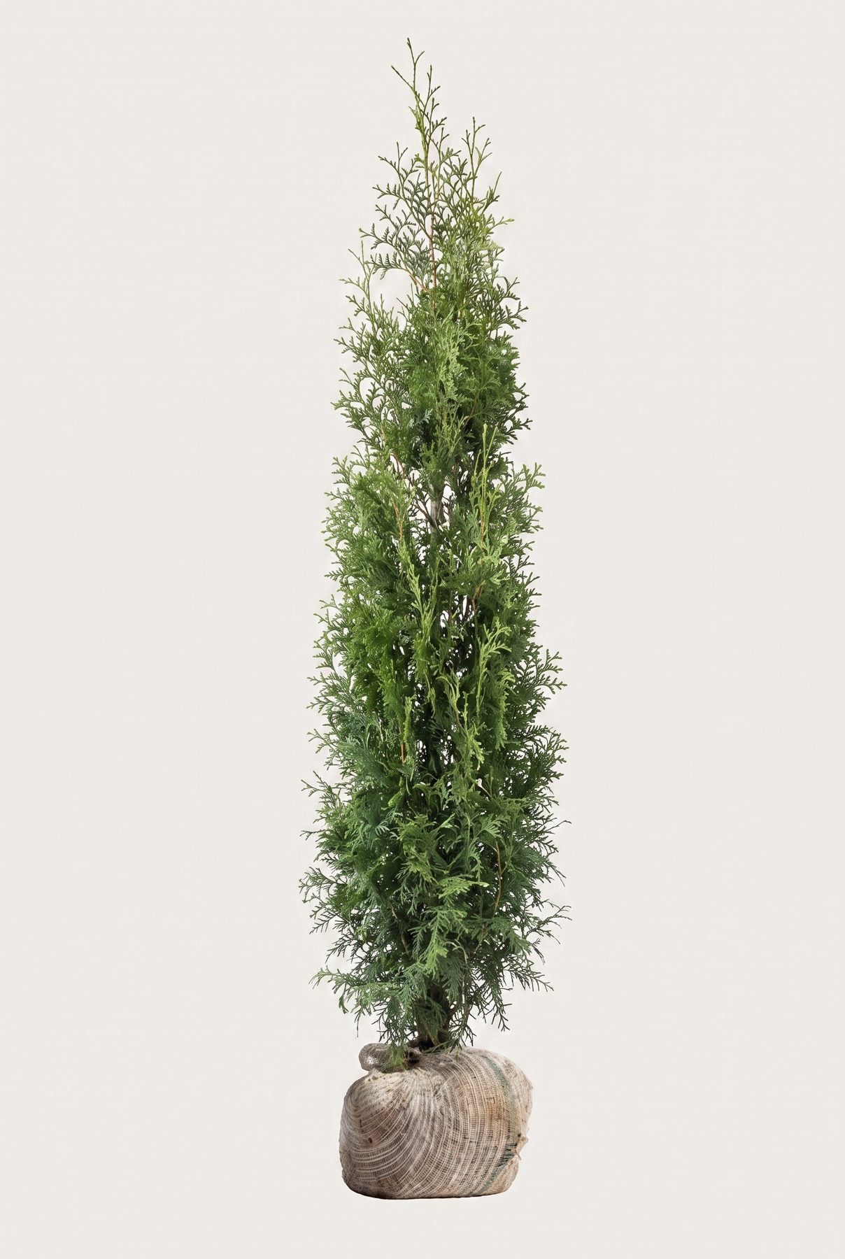 Thuja Brabant rotklump 160-200 cm i outlet-kvalitet