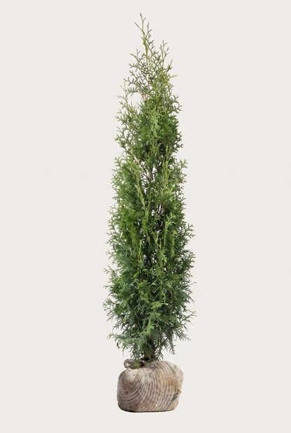 Thuja Brabant rotklump 160-200 cm i outlet-kvalitet