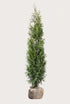 Thuja Brabant rotklump 160-200 cm i outlet-kvalitet