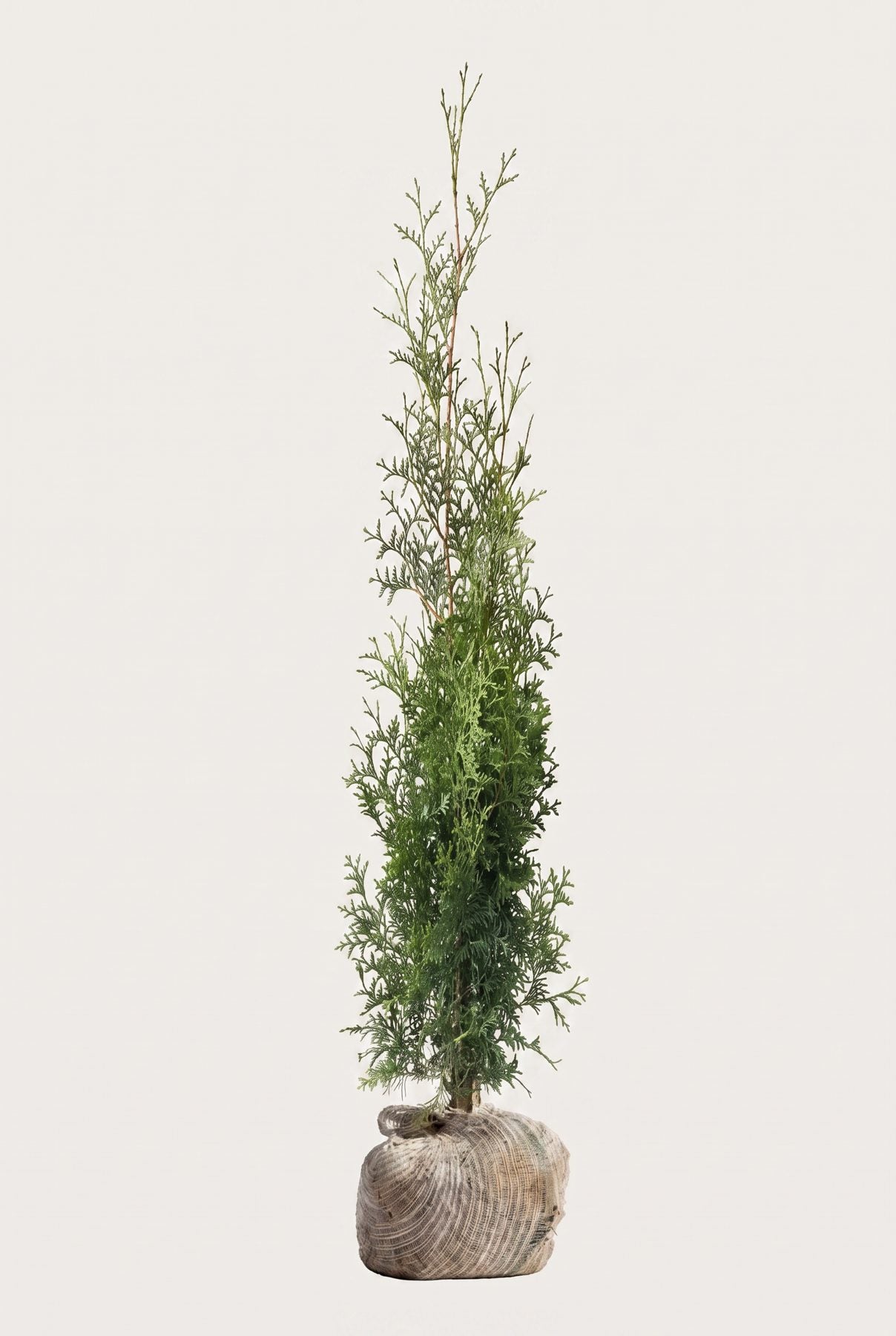 Thuja Brabant rotklump 200-240 cm i outlet-kvalitet
