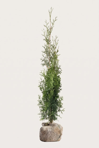 Thuja Brabant rotklump 200-240 cm i outlet-kvalitet