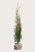 Thuja Brabant rotklump 200-240 cm i outlet-kvalitet