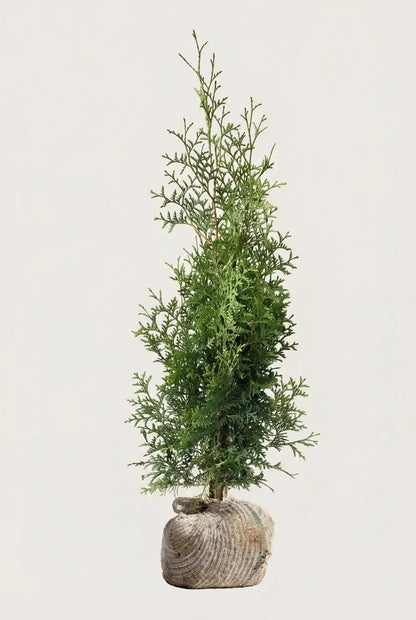 Thuja Brabant rotklump 40-80 cm i outlet-kvalitet