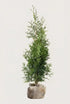Thuja Brabant rotklump 40-80 cm i outlet-kvalitet