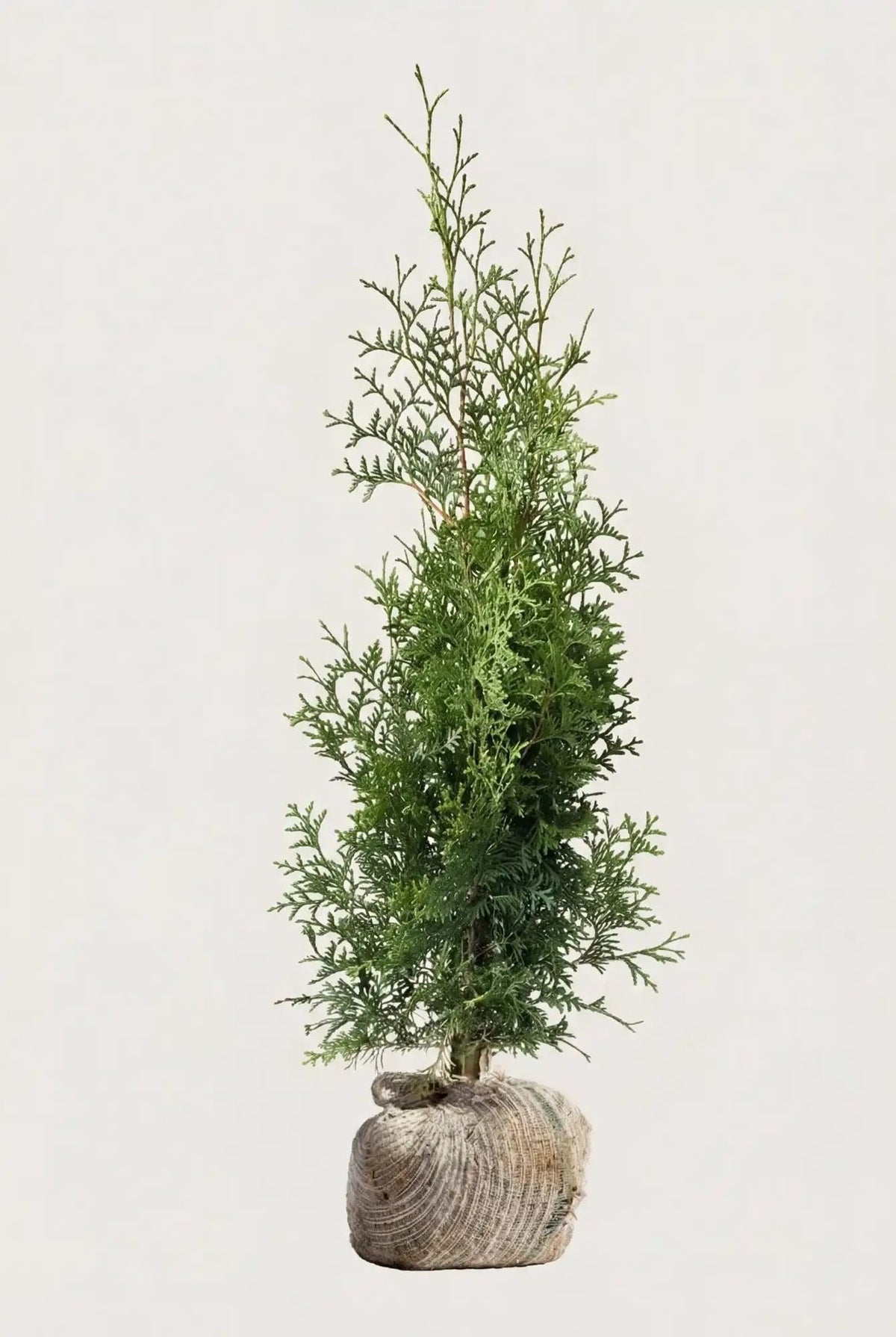 Thuja Brabant rotklump 40-80 cm i outlet-kvalitet